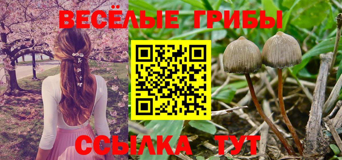 Галлюциногенные грибы Psilocybine cubensis  Вход с VPN  как найти   Канаш 